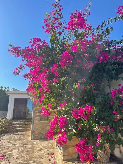 Rustico Appartment 'Olta' In Finca, See-And Garden Side تيولادا المظهر الخارجي الصورة