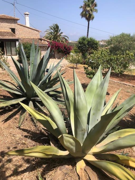 Rustico Appartment 'Olta' In Finca, See-And Garden Side تيولادا المظهر الخارجي الصورة